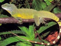 Iguana